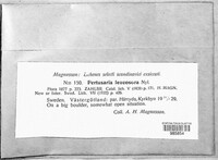 Pertusaria leucosora image